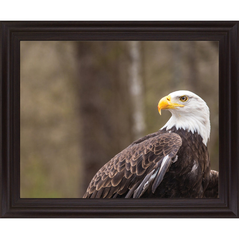 Millwood Pines Majestic Eagle by Garytog Picture Frame Photograph